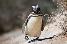 Magellanic penguin Magellanic penguin Wikipedia