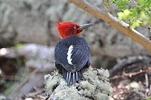 Magellanic woodpecker httpsuploadwikimediaorgwikipediacommonsthu