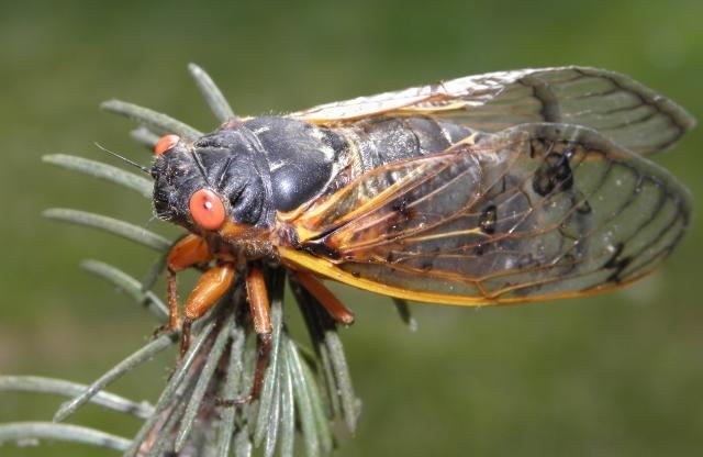 Magicicada septendecim Decim Periodical Cicada or Linnaeus39s 17Year Cicada or 17Year