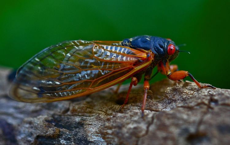 Magicicada septendecim The Emergence Begins Periodical Cicadas Magicicada septendecim