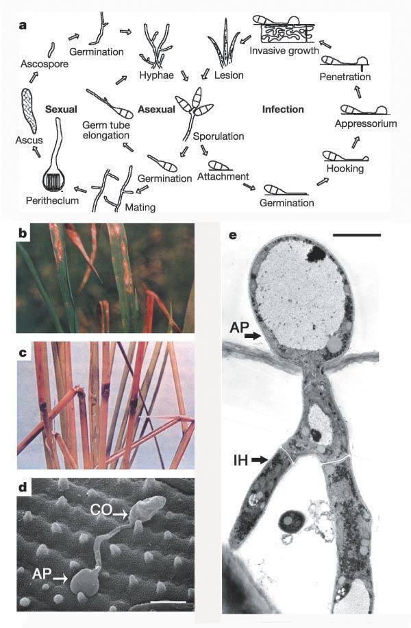 Magnaporthe grisea The genome sequence of the rice blast fungus Magnaporthe grisea