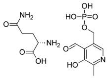 Magnesium pyridoxal 5-phosphate glutamate httpsuploadwikimediaorgwikipediacommonsthu