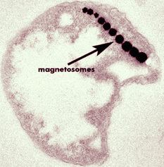 Magnetococcus marinus genomejgidoegovmagm1magm1jpg