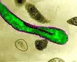 Magnetospirillum Microbiological Resources Center Microbial Strains Bacteria