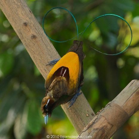 Magnificent bird-of-paradise 1000 images about birds of paradise courtship on Pinterest