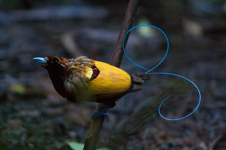 Magnificent bird-of-paradise Magnificent Birdofparadise Cicinnurus magnificus videos photos