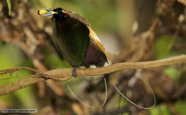 Magnificent bird-of-paradise BBC Nature Magnificent bird of paradise videos news and facts