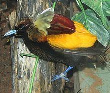 Magnificent bird-of-paradise httpsuploadwikimediaorgwikipediacommonsthu