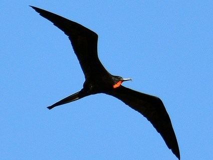 Magnificent frigatebird Magnificent Frigatebird Identification All About Birds Cornell