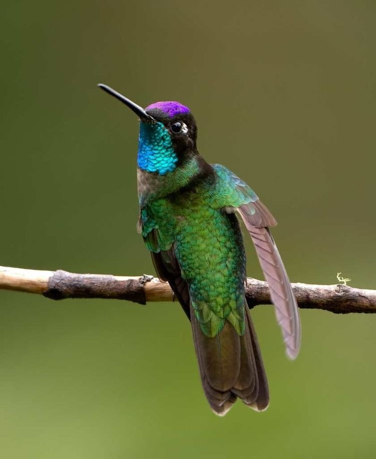 Magnificent hummingbird Magnificent Hummingbird eBirdr