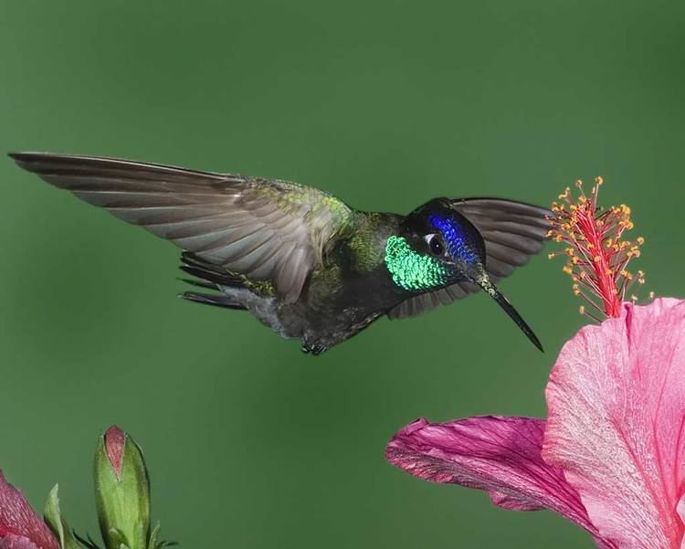 Magnificent hummingbird Magnificent Hummingbird Audubon Field Guide