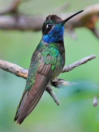 Magnificent hummingbird Magnificent Hummingbird Identification All About Birds Cornell