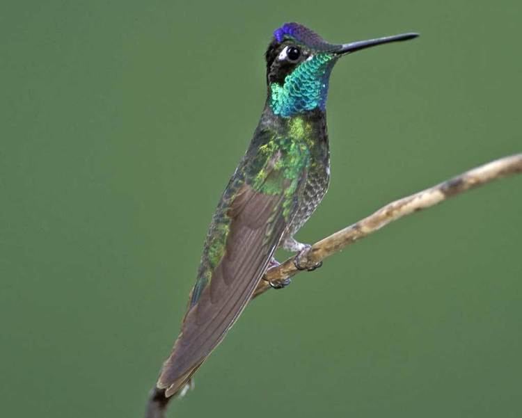 Magnificent hummingbird d2fbmjy3x0sduacloudfrontnetsitesdefaultfiles