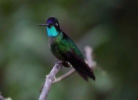 Magnificent hummingbird Magnificent Hummingbird Identification All About Birds Cornell