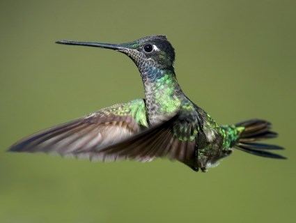 Magnificent hummingbird Magnificent Hummingbird Identification All About Birds Cornell