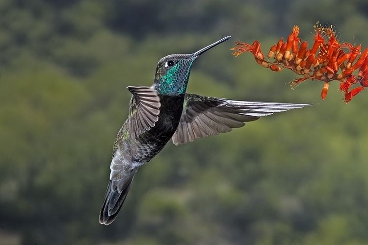 Magnificent hummingbird Magnificent hummingbird Wikipedia