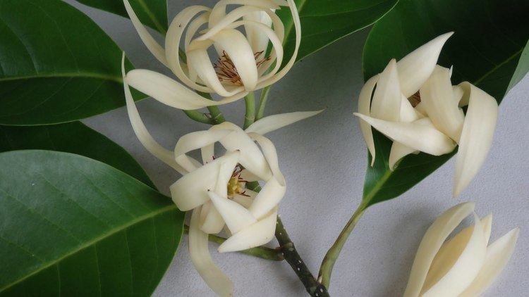 Magnolia × alba MICHELIA ALBA Grafted PAK LAN Magnolia x alba YouTube