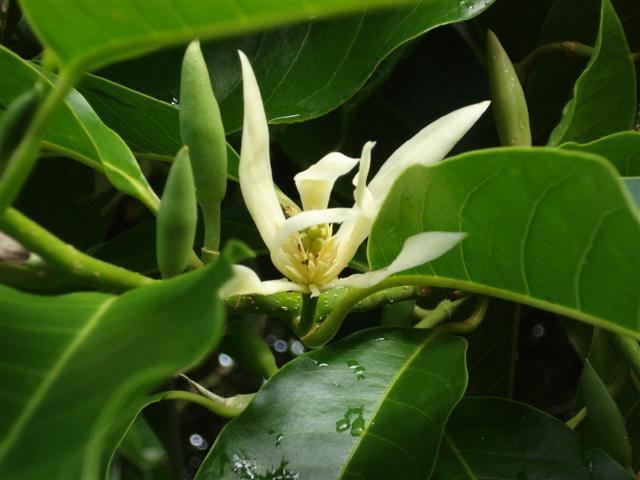 Magnolia × alba Michelia alba Tikorangi The Jury Garden
