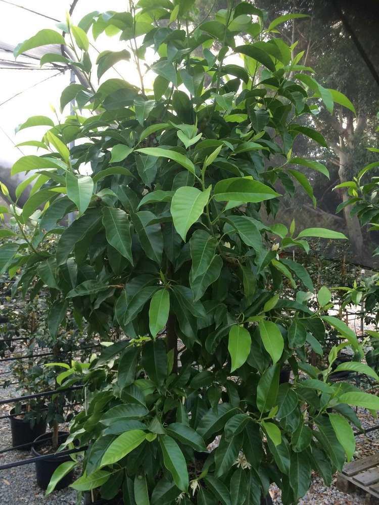 Magnolia × alba Magnolia x alba syn Michelia Warners Nurseries