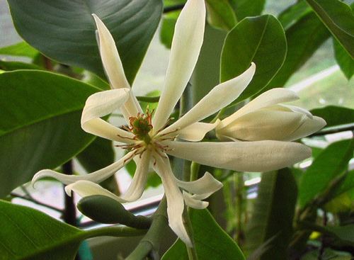 Magnolia × alba Magnolia alba Michelia alba Flickr