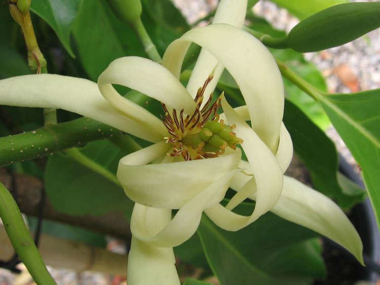 Magnolia × alba s3apsoutheast2amazonawscomwarnerssiteasset