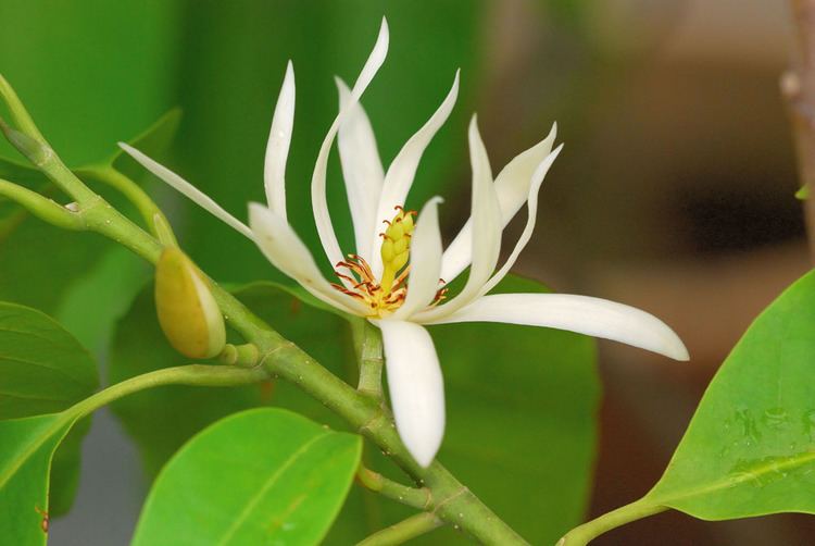 Magnolia × alba Michelia Flower Essential Oil
