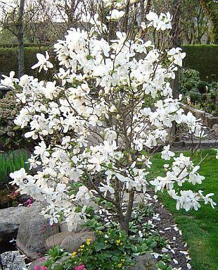 Magnolia × loebneri Photo Gallery magnolia loebneri 1 Aboutgardencom