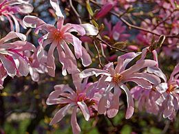 Magnolia × loebneri httpsuploadwikimediaorgwikipediacommonsthu