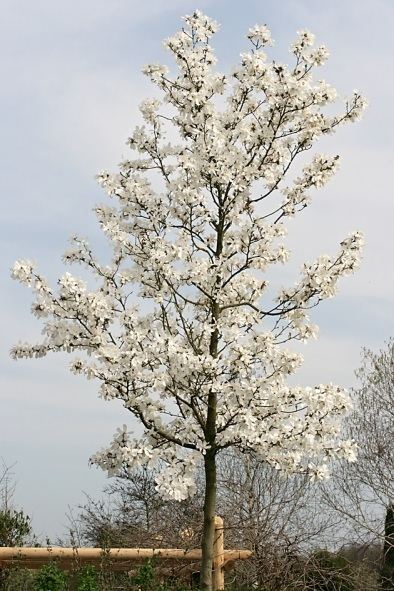 Magnolia × loebneri Magnolia x loebneri Hortipedia