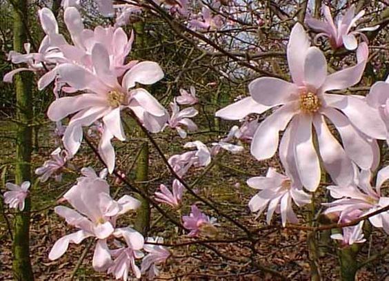 Magnolia × loebneri Magnolia loebneri 39Leonard Messel39 Magnolias Pinterest Magnolias