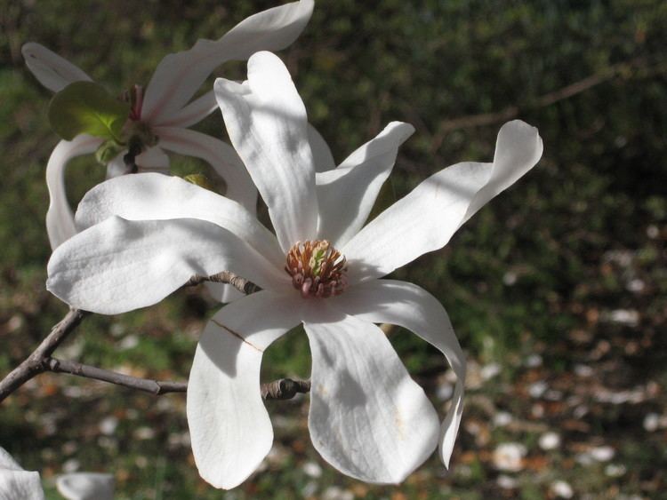 Magnolia × loebneri FileMagnolia x loebneri Merrilljpg Wikimedia Commons