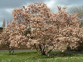 Magnolia × soulangeana httpsuploadwikimediaorgwikipediacommonsthu