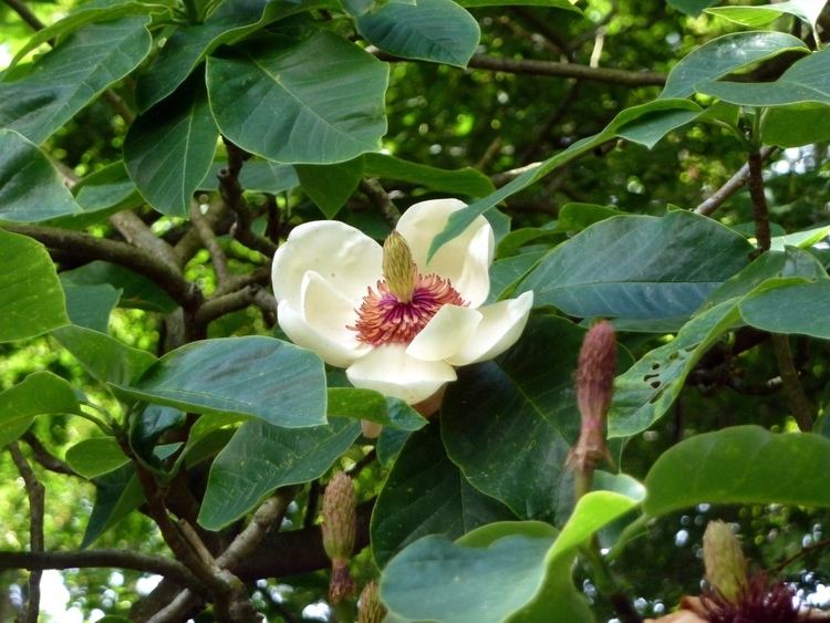 Magnolia × wieseneri FileMagnolia wieseneri 1jpg Wikimedia Commons