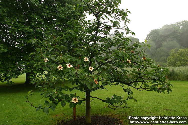 Magnolia × wieseneri Photo Magnolia x wieseneri 2 Henriette39s Herbal Homepage