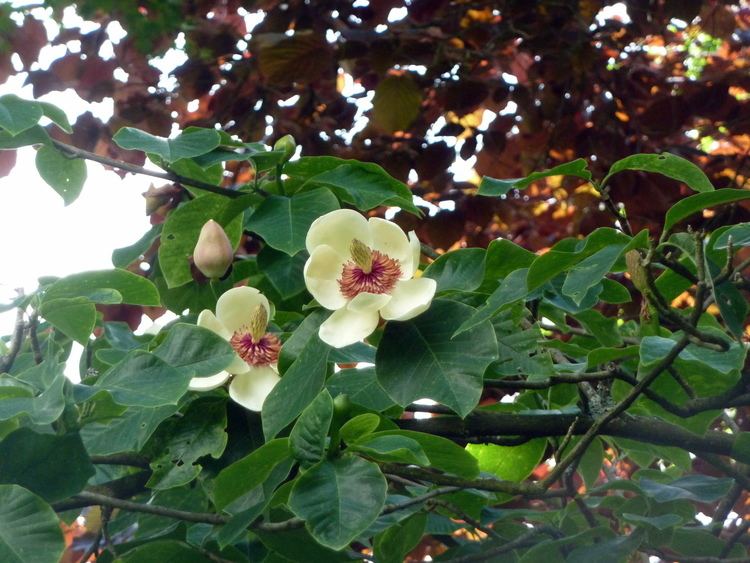 Magnolia × wieseneri FileMagnolia wiesenerijpg Wikimedia Commons
