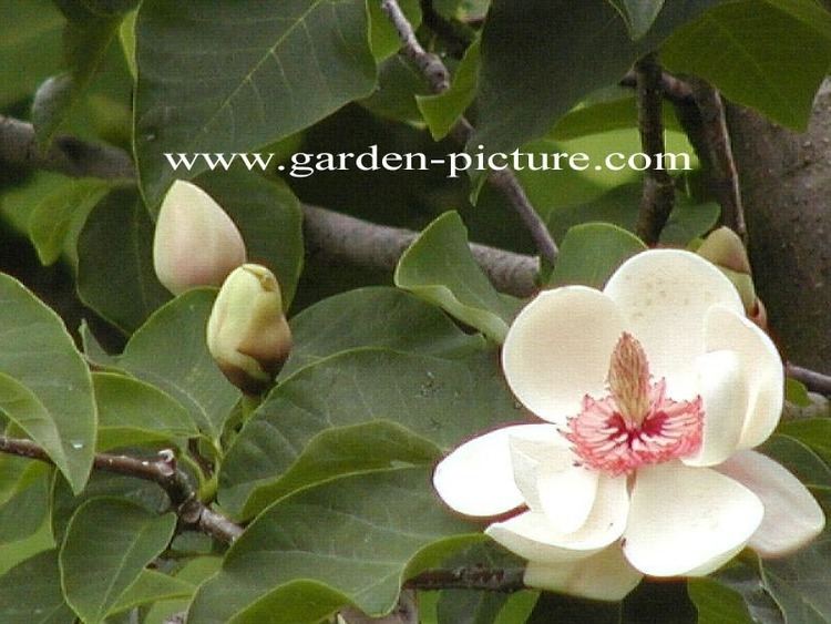 Magnolia × wieseneri Picture and description of Magnolia wieseneri