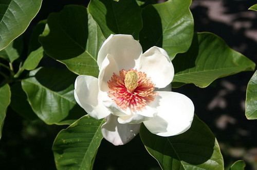 Magnolia × wieseneri Magnolia x wieseneri