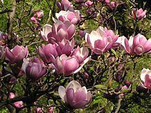 Magnolia httpsuploadwikimediaorgwikipediacommonsthu