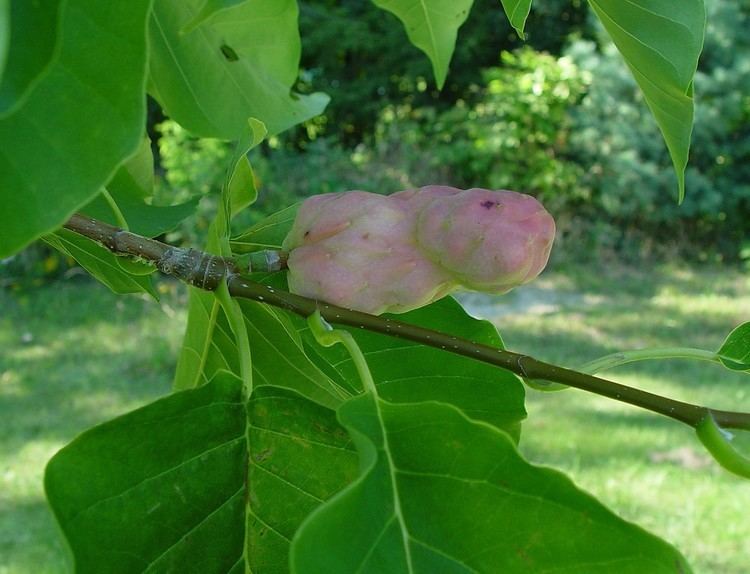 Magnolia acuminata Magnolia acuminata cucumbertree Go Botany