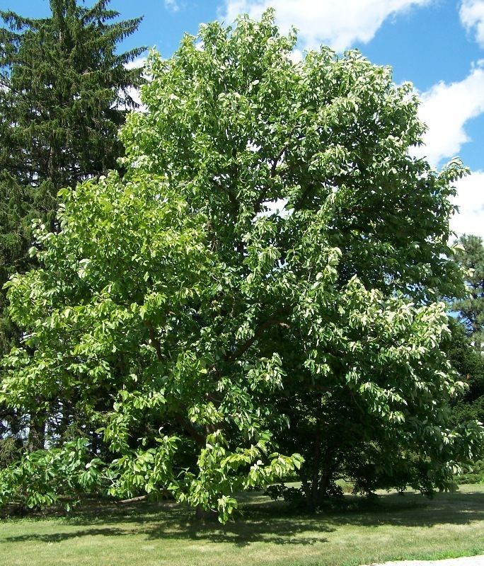 Magnolia acuminata httpsuploadwikimediaorgwikipediacommonsee