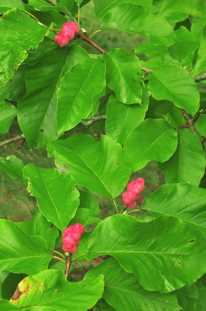 Magnolia acuminata Magnolia acuminata cucumbertree Go Botany