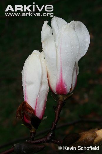 Magnolia amoena cdn2arkiveorgmediaE5E5EE03B8A28C4C06B09F2