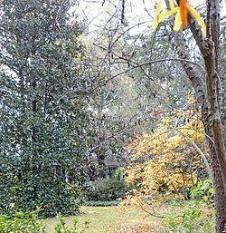 Magnolia (Bennettsville, South Carolina) httpsuploadwikimediaorgwikipediacommonsthu