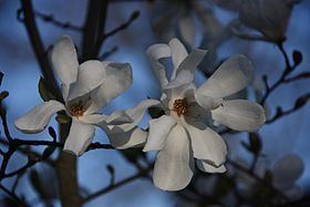 Magnolia calimaensis httpsuploadwikimediaorgwikipediacommonsthu