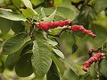 Magnolia campbellii httpsuploadwikimediaorgwikipediacommonsthu