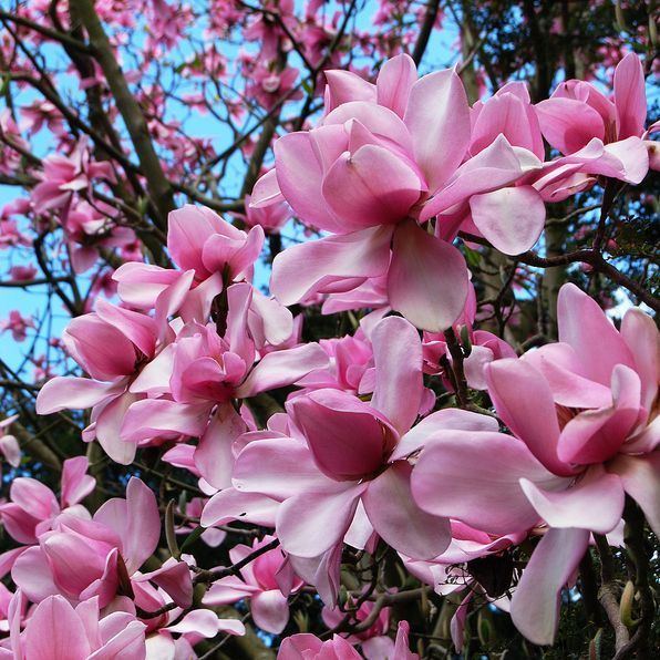 Magnolia campbellii Magnolia campbellii 39Charles Raffill39 Deelish Garden Centre