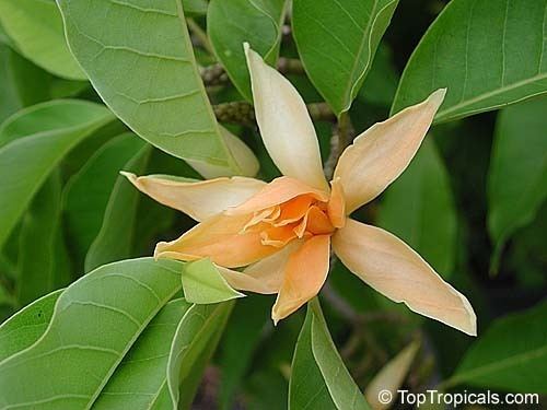 Magnolia champaca httpstoptropicalscompicsgardenc179856jpg