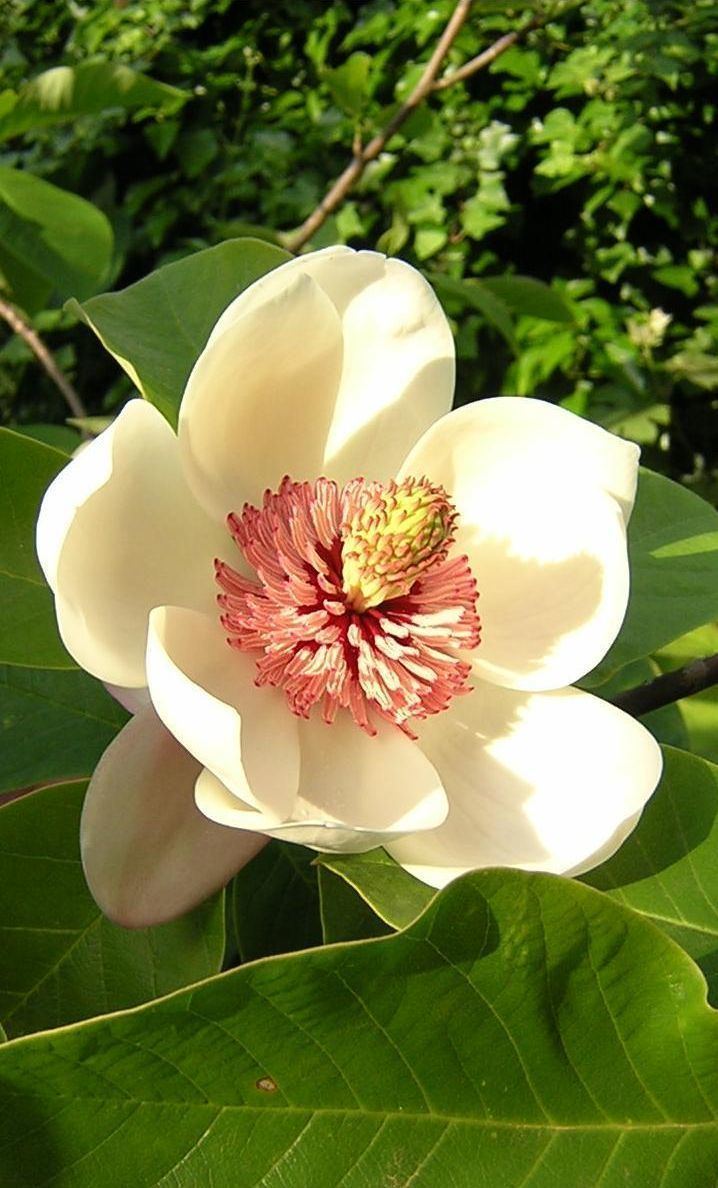 Magnolia (color)