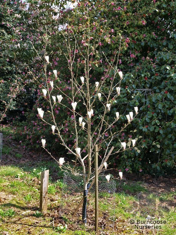 Magnolia cylindrica Magnolia Cylindrica from Burncoose Nurseries
