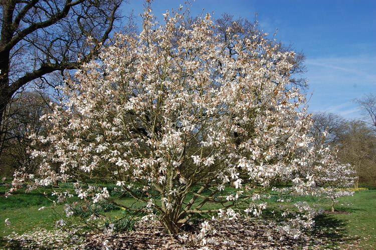 Magnolia cylindrica Magnolia cylindrica landscape architect39s pages